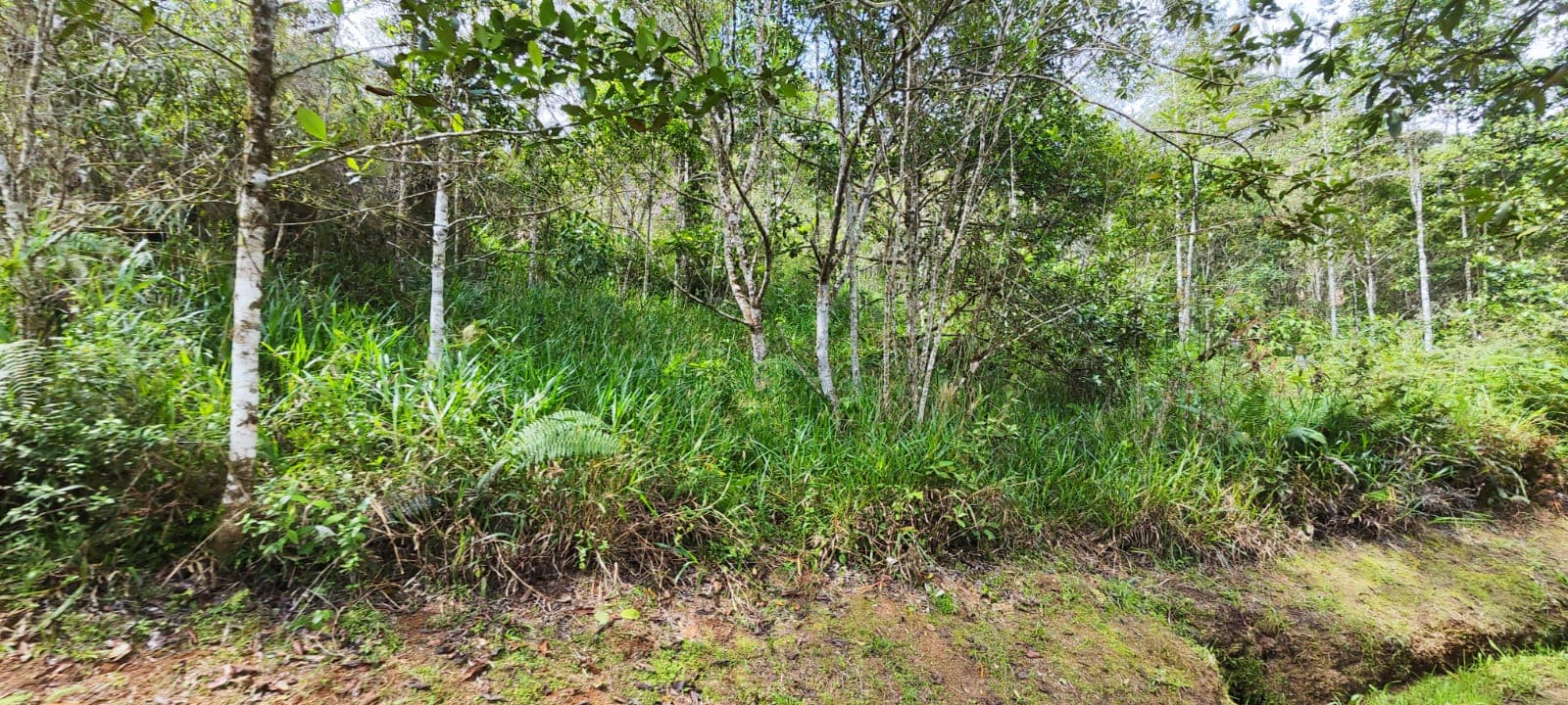 Lote/Casalote en venta en Dapa, Yumbo, ID ED1758